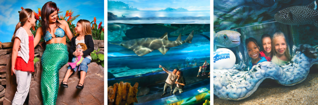 Ripleys Aquarium collage featuring exhibits and mermaids