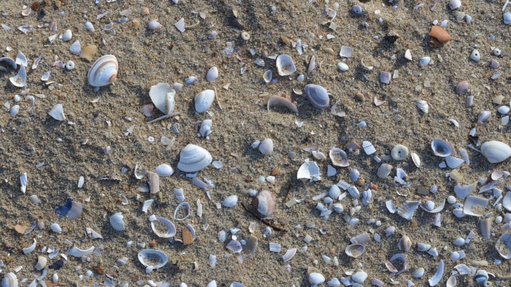 Picture of shells laying in the sand at the beach