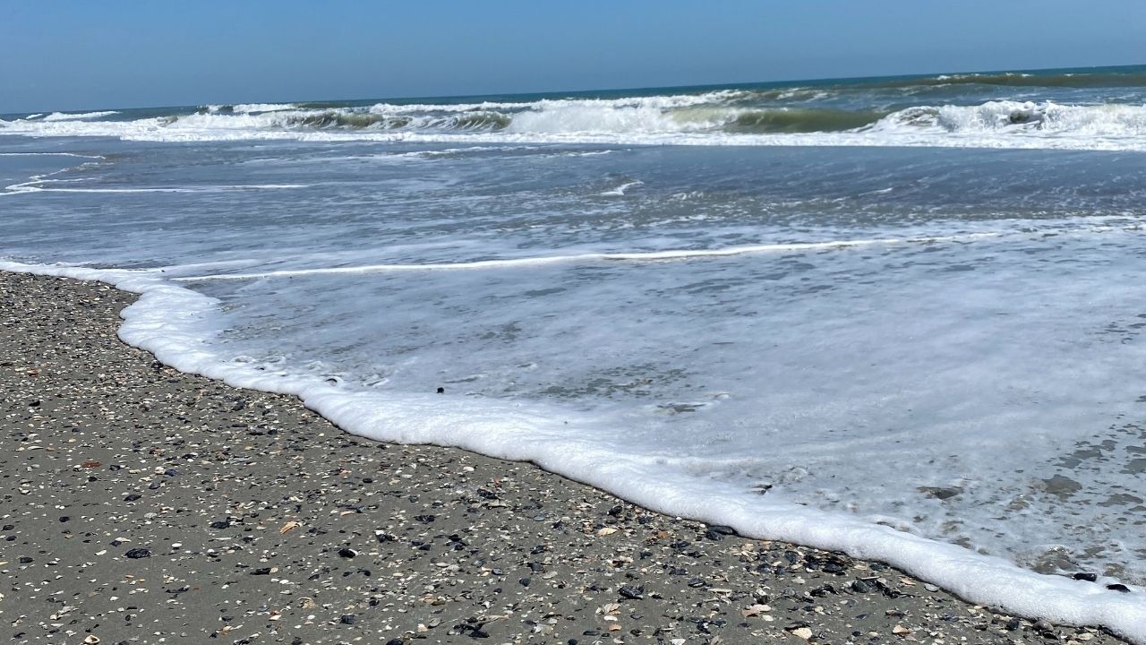 How to Rack Up Shells and Sharks’ Teeth in Myrtle Beach - North Beach ...