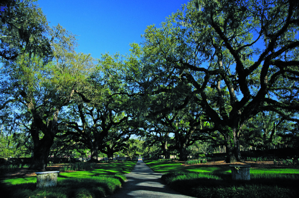 Brookgreen Gardens Oak Allee